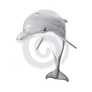 Bottlenose Dolphin - Tursiops Truncatus.