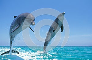 BOTTLENOSE DOLPHIN tursiops truncatus, PAIR LEAPING OUT OF WATER, HONDURAS