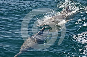 Bottlenose Dolphin photo