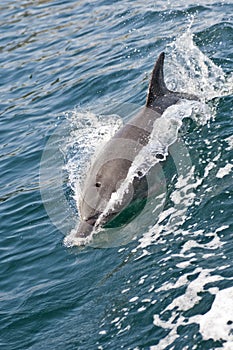 Bottlenose Dolphin photo