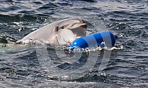 Bottlenose dolphin or Tursiops truncatus playing