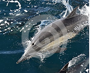 Bottlenose Dolphin Tursiops truncatus with raking marks