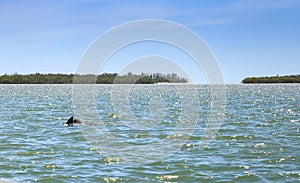 Bottlenose dolphin Tursiops truncatus swims along the shoreline