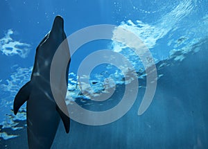 Bottlenose dolphin tursiops truncatus, underwater view.