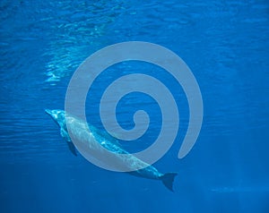 Bottlenose dolphin tursiops truncatus, underwater view