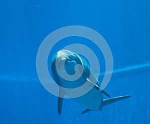 Bottlenose dolphin tursiops truncatus, underwater view
