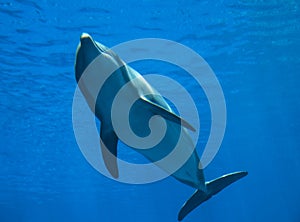 Bottlenose dolphin tursiops truncatus, underwater view.