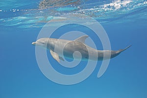 Bottlenose dolphin underwater