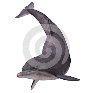 Bottlenose Dolphin on White