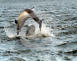 Bottlenose Dolphins,Chanonry Point, on the Moray Firth,Highlands,,Scotland,UK