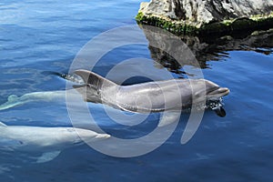 Bottlenose dolphins photo