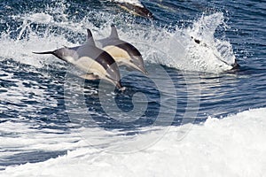 Bottlenose Dolphins Leaping