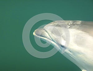 Bottlenose dolphins, Milford Sound, Fiordland National Park - New Zealand.