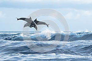 Bottlenose dolphins playing in the wave