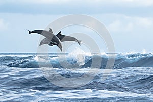 Bottlenose dolphins playing in the wave photo