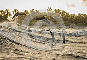 Group of dolphin playing in the waves during sunset
