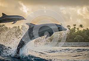 Bottlenose dolphins playing in the waves during the sunset