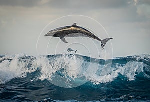 Bottlenose dolphins playing in the waves
