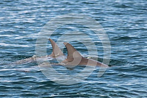 Bottlenose dolphins in the sea under the sunlight at daytime