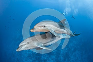 Bottlenose dolphins in South Pacific ocean