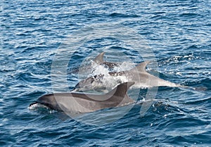 Bottlenose Dolphins in The Straits of Gibraltar off Spain