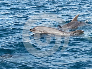 Bottlenose Dolphins in The Straits of Gibraltar off Tarifa