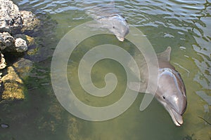 Bottlenose Dolphins