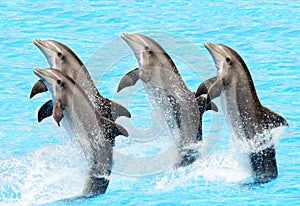 Bottlenose dolphins (Turisops Truncatus)