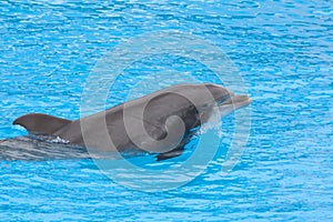 Bottlenose dolpin