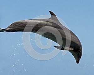 Bottlenosed Dolphin photo