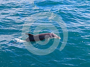 Bottlenosed Dolphin Coming Up for Air