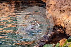 Bottlenosed Dolphin Laughing and Splashing in Water Close to Rocks