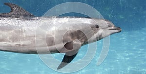 A Bottlenosed Dolphin in a Transparent Tank