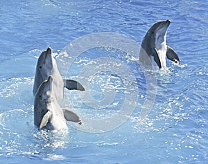 A Bottlenosed Dolphin Trio Spyhop in Blue Water