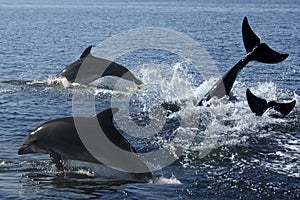 Bottlenosed Dolphin (Turslops aduncus)