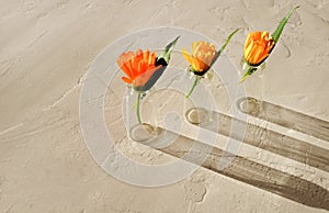 Bottles with calendula flowers for cosmetics, natural medicine, essential oils or other liquids on textured background