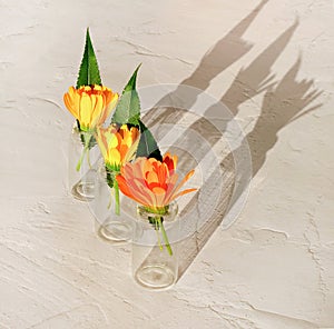 Bottles with flowers for cosmetics, natural medicine or other liquids on textured background. Square image