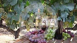 Bottles and glasses with red and white wine and grapes on the table