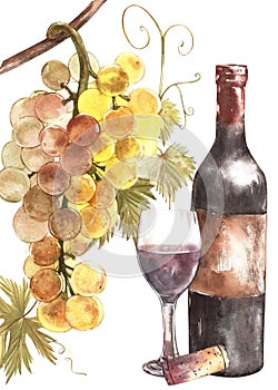 Bottles and glasses of wine and assortment of grapes, isolated on white. Hand drawn watercolor illustration.