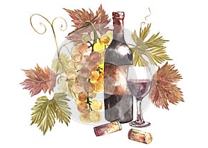 Bottles and glasses of wine and assortment of grapes, isolated on white. Hand drawn watercolor illustration.