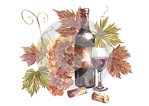 Bottles and glasses of wine and assortment of grapes, isolated on white. Hand drawn watercolor illustration.