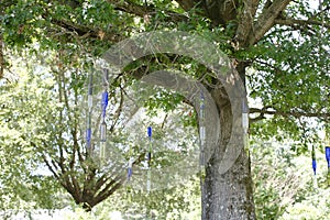 Bottles Hanging from Trees at the West Tennessee Agricultural Research Center