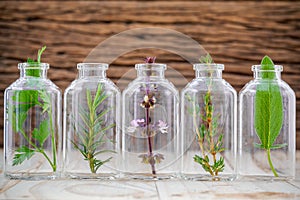 Bottles of herb thyme ,basil flower ,rosemary ,parsley and sage