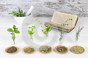 Bottles with medicinal herbs, basil flower,rosemary,oregano, ,thyme and peppermint on white background