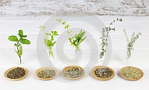 Bottles with Medicinal herbs, basil flower,rosemary,oregano, ,thyme and peppermint on white background