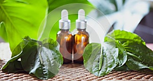 Bottles of plantain oil surrounded by leaves of plantain. Homeopathic and herbal medicine.