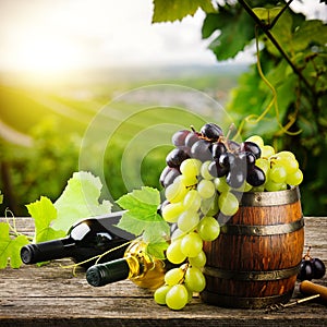 Bottles of red and white wine with fresh grape