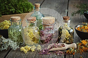 Bottles of infusion of medicinal herbs and healing plants and flowers. Herbal medicine photo