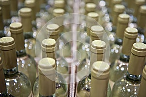 Bottles of white wine