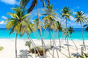 Bottom Bay, Barbados - Paradise beach on the Caribbean island of Barbados. Tropical coast with palms hanging over turquoise sea.